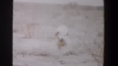 Lubbock Texas (1956): Dog Catching Animal Desert Catching A Dead Animal White dog