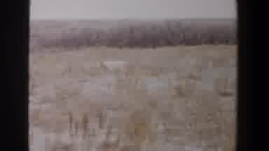 Lubbock Texas (1956): Footage Of Desert Landscape In A Sunny Day With Withered