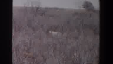 Lubbock Texas (1956): Unknown Animal In The Background Of A Field With Trees And
