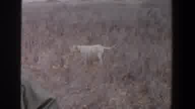 Lubbock Texas (1956): An Old Video That Records A Dog In Hay With A Men In Left