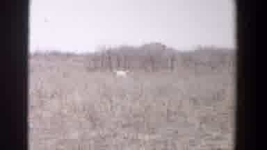 Lubbock Texas (1956): Lightly Colored Dog Running Through Shrubbery In A Desert
