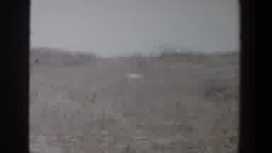 Lubbock Texas (1956): View Of White Dog Running Through Field On A Clear Day