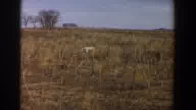 Lubbock Texas (1956): Hunting Dog Runs Free Through Field Under Close Watch Of