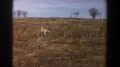 Lubbock Texas (1956): A Cheetah Running Away As Hunters With Masks Go After It