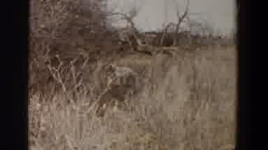Lubbock Texas (1956): Hunters Look For Food