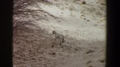Lubbock Texas (1956): Good Hunting Dog Pointing And Helping In Classic mm Full