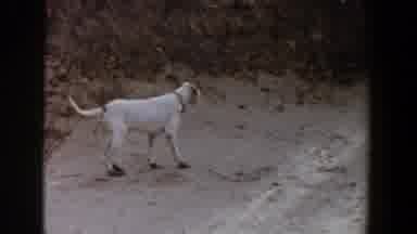 Lubbock Texas (1956): A Dog Stands At Alert Aiming For A Prey In The Bush