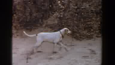 Lubbock Texas (1956): A Hunter Holding A Gun And His Hunting Dog Out For Some