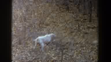 Lubbock Texas (1956): A White And Light Brown-Spotted Dog Standing Alone In The