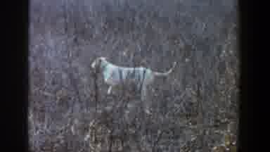 Lubbock Texas (1956): Light Colored Dog In Tall Grass Field Two Views Of Dog