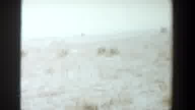 Lubbock Texas (1956): A Dog Found On A Vast Land Covered By Dry Grass