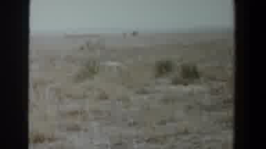 Lubbock Texas (1956): A White Dog Is Stands In A Flat Landscape Of Scrubby Yellow
