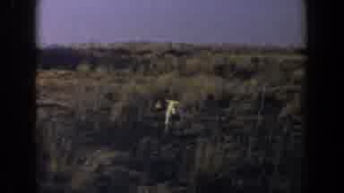 Lubbock Texas (1956): View Of Tan Animal In Brown Field On A Clear Day