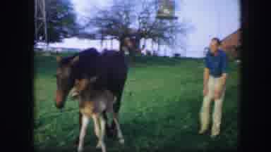 Fort Worth Texas (1964): View Of Brown Horse With Tan Colt On A Clear Day