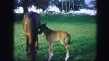 Fort Worth Texas (1964): A Horse Sucks From Its Mother As People Beside A Car play
