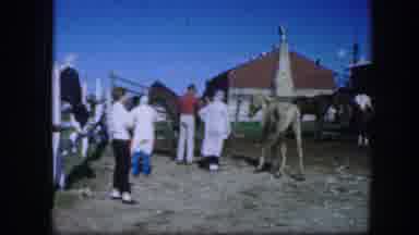 Fort Worth Texas (1964): Man Wearing Red Shirt Stands Near Red Horse On A Clear
