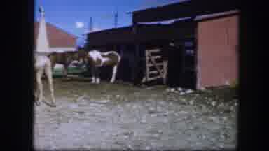 Fort Worth Texas (1964): Women Watching The Horses Feed On Forage In The Compound