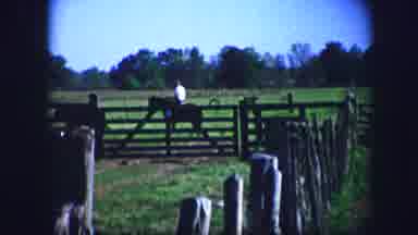 Kirksville Missouri (1967): Raising Calve And Farmers Who Make Livestock Their