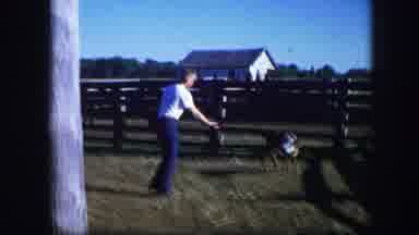 Kirksville Missouri (1967): Archival Video Of A Man Trying To Fed A Cow