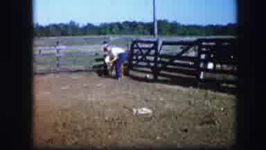Kirksville Missouri (1967): Breeder Takes Care Of His Little Calf In The Yard Of