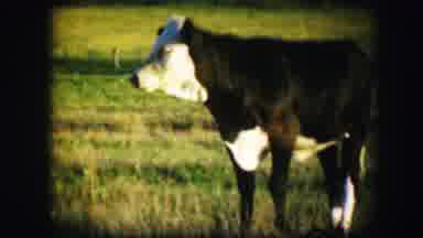 Kirksville Missouri (1967): Livestock Fields Animals Trapped To Satisfy Human Need