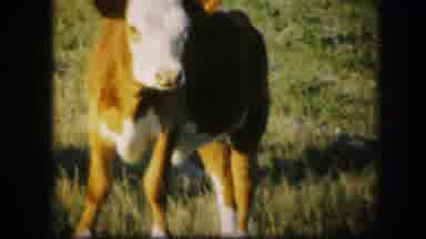 Kirksville Missouri (1967): View Of Cattle Grazing In Green Field On A Bright