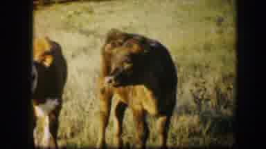 Kirksville Missouri (1967): Close Up Of Faces Of Two Bovines In Pasture And Person