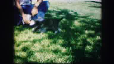 Kirksville Missouri (1967): A Man Watches Two Puppies Struggle In A Fight As He