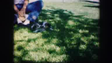 Kirksville Missouri (1967): Person Sits On Grass While Two Puppies Play Fight With