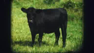 Kirksville Missouri (1967): A Cow Walks Across The Farm Yard To Meet Another Cow