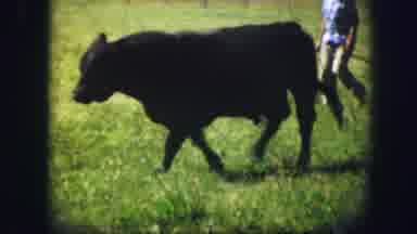 Kirksville Missouri (1967): Three Black Cows Walk Through Green Field On A Bright