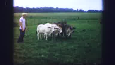 Kirksville Missouri (1967): A Man Approaching Cows On A Pasture One Cow Turns His