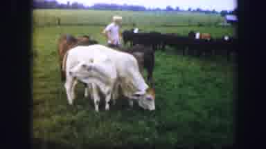 Kirksville Missouri (1967): A Day At The Farm Agricultural Area With Some Cattle