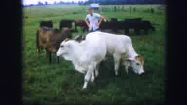 Kirksville Missouri (1967): A Man Watching And Directing His Cattle While They Are