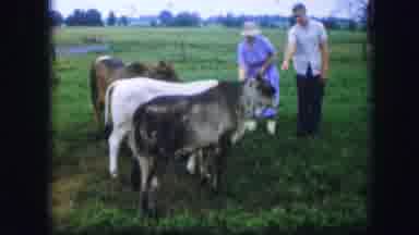 Kirksville Missouri (1967): A Man And His Wife Feed The Farm Animals By Hand