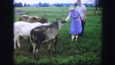 Kirksville Missouri (1967): A Man And A Woman Lay Their Hands On Animals On The