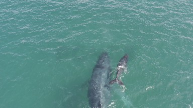 EAST CAPE BCS MEXICO-2019: Caught By Two Whales Swimming Close To The Surface In