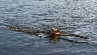 Westminster Colorado (2015): A Happy Dog Swimming With A Huge Tree Branch