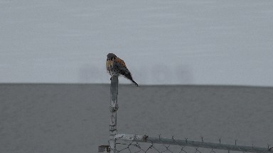 WESTMINSTER COLORADO-2015: The Hawk Sits On The Top Of The Fence And Watched The
