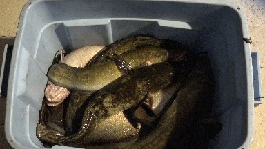 RED LAKE CANADA-2015: Large Brown Fish In A Plastic Tupperware Container Twitch