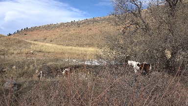 GOLDEN COLORADO-2015: On A Hot Day The Animals Are Looking Aside In The