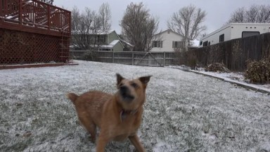 WESTMINSTER COLORADO-2015: Dog In A Yard With Grass Playing With Toys