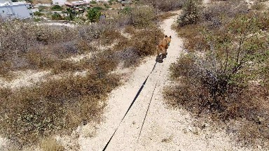 SAN JOSE DEL CABO MEXICO-2020: Dog Walking Along A Sandy Path With A