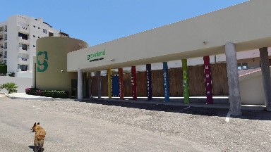 SAN JOSE DEL CABO MEXICO-2020: A Dog Walking Down A Parking Lot In Front Of A