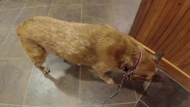 WINTER PARK COLORADO-2019: Video Of A Dog Walking Around A Tia Floor With A