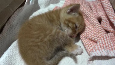 LOS CABOS MEXICO-2020: Small Cute Orange Striped Baby Kitten Sleeping On