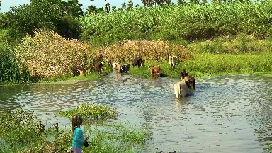 SAN JOSE DEL CABO MEXICO-2020: Cow Herd Roaming Free Crossing River