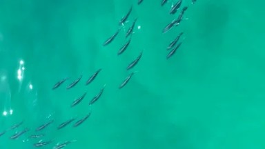 SHIPWRECKS LOS CABOS BCS MEXICO-2021: A School Of Fish Swimming In Perfect Harmony