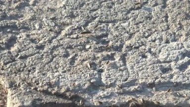 MULEGE BCS MEXICO-2022: Insects Walk On A Gray Textured Rock Through A