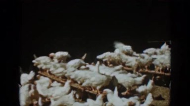 1996: Auburn, California. A Person Standing In Front Of A Bunch Of Chickens.
